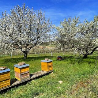 Bienenvolk mit blühenden Kirschbäumen in Lindelbach