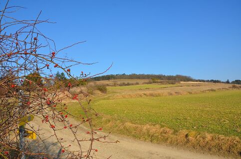 Weingärten Tullnerfeld