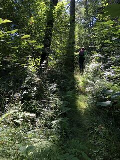 Ennepetal_Auf dem Karstweg_Weymouth Kiefern