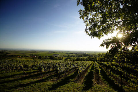 Blick von Wagramkante © Weinstraße Wagram/Herbert Lehmann