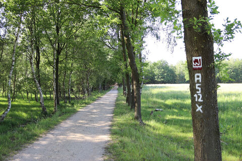 Weg zum barrierefreien Bohlensteg