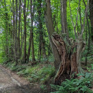 Jahrhundertealte Kastanie auf der Route