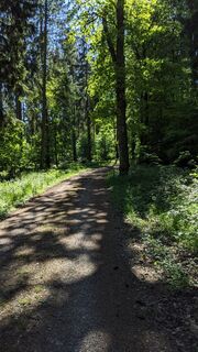 Waldweg