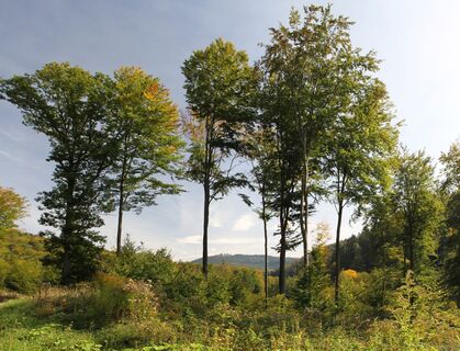 Unterwegs im Waldprechtstal
