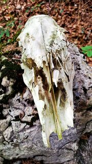 Foto von Elisabeth Rossa entlang der Tour