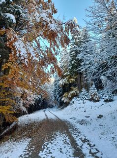 Foto van sumi langs de tour