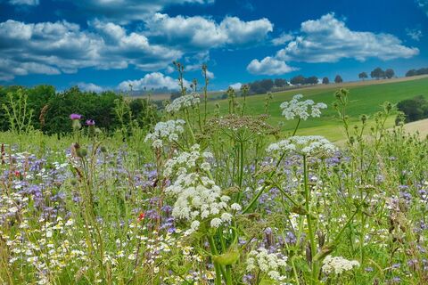 Blumenwiese Ottensteiner Hochebene