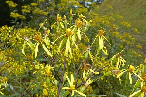 Hochschlag, Ebenschlag und Aibel