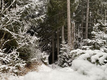 Winterwald am Kulm