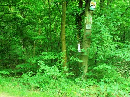 Wanderwege Salzgitter-Bad, Fortgang Hauptweg 2 bis 5