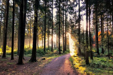 Moorwald_Herbst