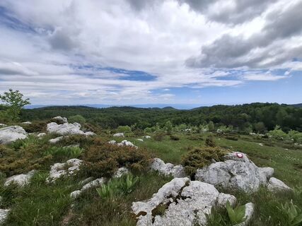 Foto von nordbergschnecke entlang der Tour