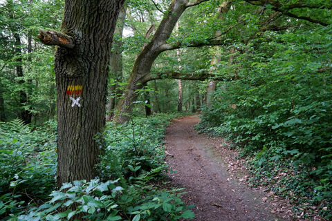 Wanderweg im Birgeler Wald