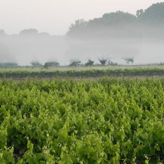 Weinberge