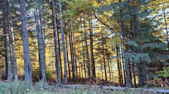 Fotografia z Karl Kriegseisen na trase