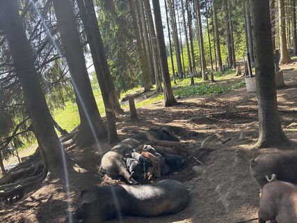 Fotografija s spletne strani Monika Allinger na poti