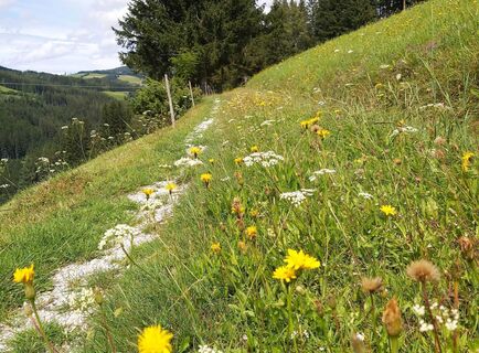 Blumenwiese in Ratten_ Oststeiermark