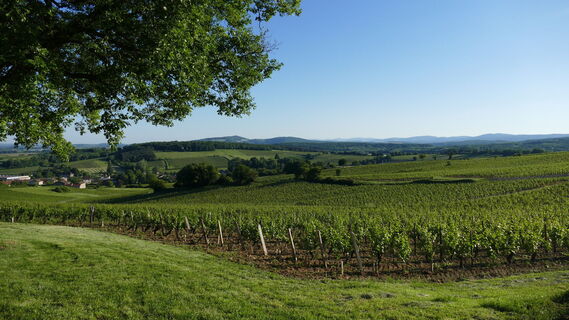 Chardonnay Vignoble ©DSL71-S.Guenerie
