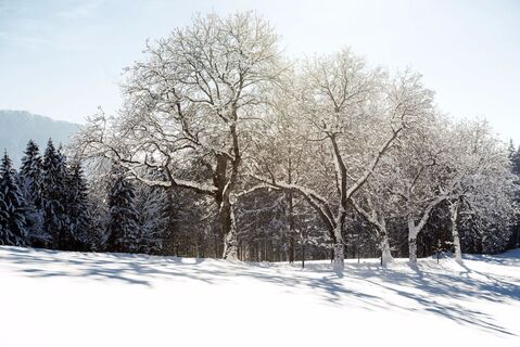 Trees in snow