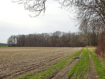 Weg am Aurand- später a, Feld entlang