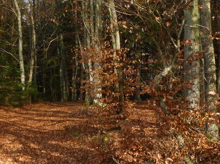 Herbstwald am Hochwaldweg