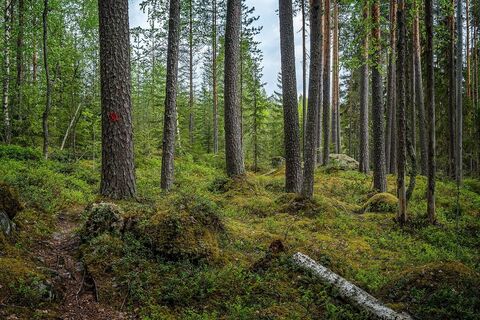 Pamilon Naturpfad