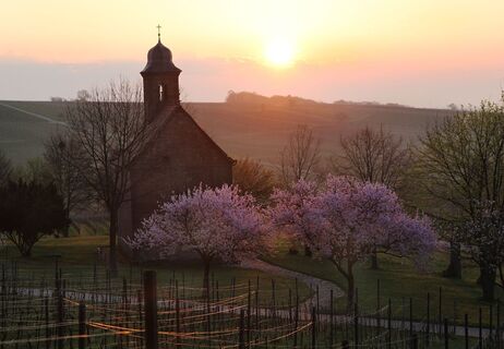 Nikolauskapelle in Klingenmünster mit Mandelblüte