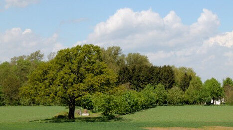Friedenseiche und Rhynumscher Weg Mehrum