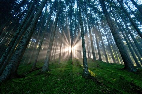 Die Waldheimat