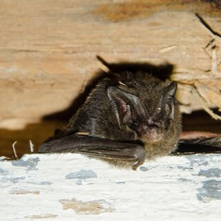 Mopsfledermaus