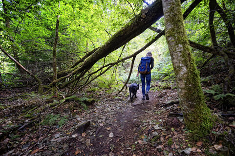 Auf schmalen Pfaden entlang der Teinach