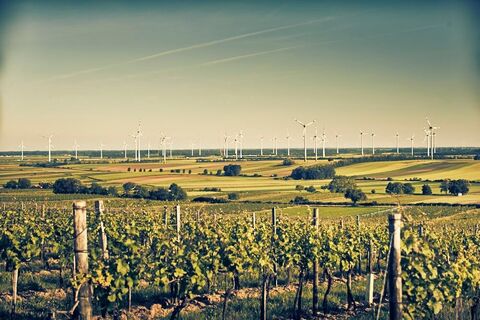 Hundsheimer Berge Tour: Variante Hundsheim