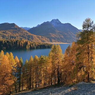 Blick auf den Silsersee
