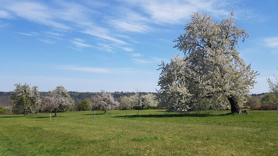 Malerische Streuobstwiesen im Frühling