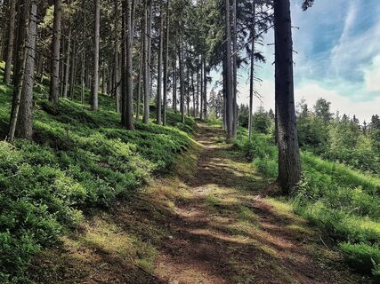Entlang dem Waldrand am Wanderweg # 60 Hochwurzen