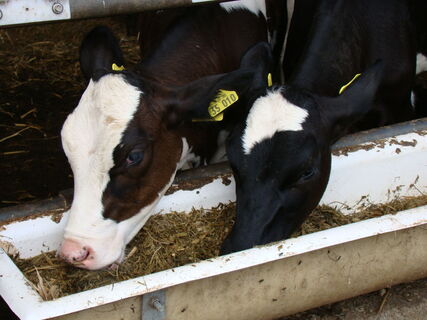 Kälbchen auf Gut Schiefelbusch