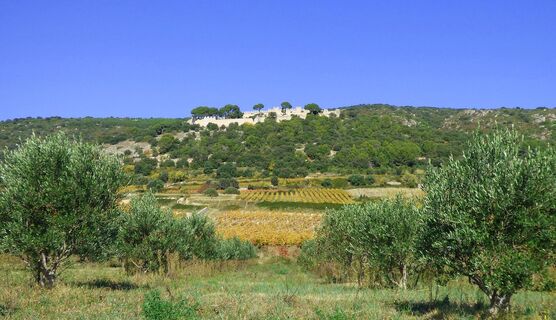 Weinberge_von_Montpeyroux_-_E_Brendle6