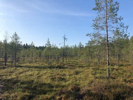 Birkenwald