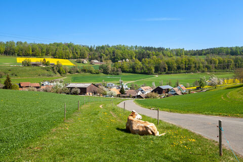 boebikon-wiese-mit-kuh
