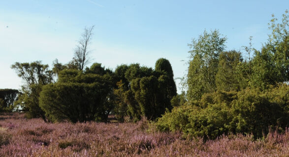 Bokeler Heide (Beispiel)