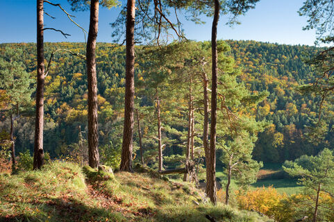 Im Hirschbachtal