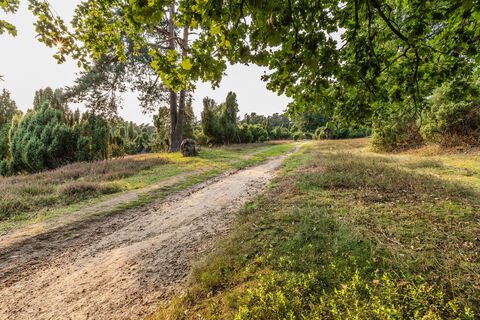 Holtwicker Wacholder Heide