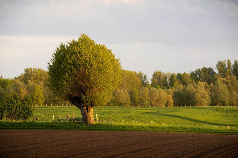 Deichlandschaft