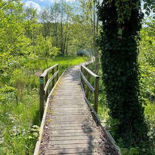 Brücke auf der Sauerland-Waldroute