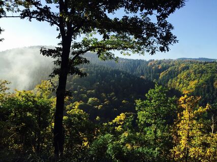 Wälder auf dem Leuscheid