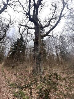 Fotografia z Annusch na trase