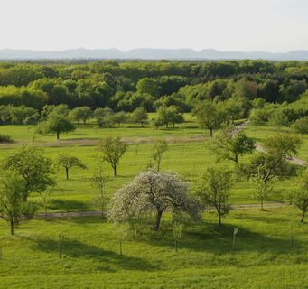 Streuobstwiesen in Büchelberg. Im Hintergrund der Bienwald und der Hardtrand