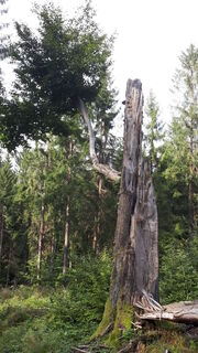 Foto från Matthias under resans gång