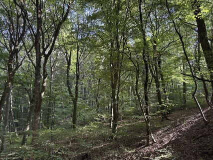 Photo de Moonytiger le long du parcours