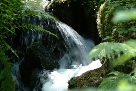 Bachlauf im Bernecktal